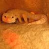 Pomocy! Moj gekon ma cienki ogon! - ostatni post przez bz_pna