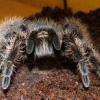 Grammostola rosea urwał nogę odrośnie?? - last post by barteko23