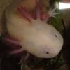Chory Axolotl pomoc pilnie potrzebna !!! - ostatni post przez Xiadz_Faust