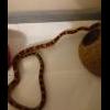 Wąż zbożowy samiec szuka nowego domu - ostatni post przez Nero