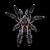 Samice Psalmopoeus victori subadult - ostatni post przez rybek