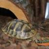 dziwny obiekt wychodziacy  z odbytu żółwicy - ostatni post przez Cornelia
