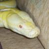 Waran stepowy -suplementacja - ostatni post przez constrictors