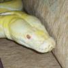 Sunfire genetic stripe Retic - ostatni post przez constrictors