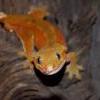 Ładne gekony orzęsione na ptaszniki - ostatni post przez Reptiland