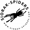 siorak-spiders - oferta ptaszników na Świętochłowice Animals Live 18.03 - ostatni post przez siorakk