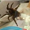 Rozmazy hemolimfy ptaszników - poszukiwanie informacji - ostatni post przez alienq
