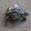 Nowe akwaterrarium dla żółwia żółtolicego - ostatni post przez Mateusz_Rawski
