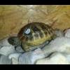 mój żółw nie otwiera oczu od 3 tygodni - last post by Crazyarchi