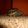 Kupię terrarium dla dorosłej żółwicy stepowej - ostatni post przez Mamba_1984