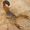 Skorpiony Leiurus Q. - ostatni post przez manius19_2009