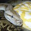 Karmówka pisklaki jednodniowe przysmak węża sowy sokoła kota - ostatni post przez legusmw