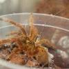 Poecilotheria spp. - warunki naturalne - ostatni post przez Calmwater