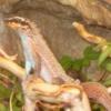 Oddam Bazyliszka płatkogłowego (Basiliscus plumifrons) - last post by Staruszek