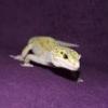 Gekony lamparcie - ostatni post przez myszkaa