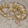 Python regius 2015 (albinospider, killerquenbee, albinoHC, killerbee i inne) - ostatni post przez kermit82