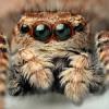 Zimowy pająk - ostatni post przez Dark_Raptor