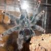 Brachypelma albopilosum 3,5 DC - ostatni post przez NaturalTerra