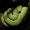 Morelia viridis czkawka? - last post by konrad9892