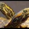 Parę słów o czyszczeniu karapaksu żółwia - ostatni post przez krist