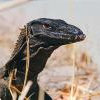 Hodowla Ackie Monitor (Warany Kolczastoogonowe) - last post by DillOn