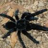 Hana tarantulas samice, malchy i samce TARGI KRAKÓW - ostatni post przez bosiolek