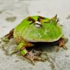 Żółw lądowy nie chce jeść trawy - ostatni post przez MikeB