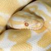 podrostki python regius kolory - ostatni post przez Bull8