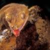Ile powinien zjadac dzienie gekon orzesiony - ostatni post przez nejman