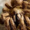 Avicularia purpurea samiec sub/adult - ostatni post przez xBERET