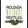 Nowe Heterodony Nasicus( Western Hognose) w hodowli AMS Reptiles ! - last post by MolendaReptiles