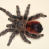 Poecilotheria regalis - ostatni post przez kamil17