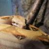 Wąż zbożowy - wylinka - ostatni post przez mystic21