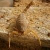 wielkosc/dlugosc skorpiona - ostatni post przez pablo102425