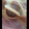 Gekon orzęsiony- głodówka - ostatni post przez Ingo15