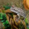 Filmik powiązany z Chicago Reptile Fest 2011 - ostatni post przez Paulinausa