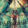 Ptaszniki samice - ostatni post przez PhPtaszniki