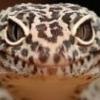 Leopard Gecko - last post by Pawel_Szydlowski