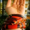 Lampropeltis abnorma "hondurensis" CB24 - ostatni post przez mat_33