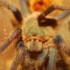 Nietypowe imago B.Craniifer - ostatni post przez Sasza286