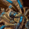 H. pulchripes SAMICA adult 5 DC - ostatni post przez Gaweł