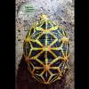 Żółwie zawiasowe Kinixys homeana własny odchów 2023 - last post by Zolwiosfera