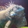 Mój żółwik Klotorek :-) - ostatni post przez Jaguś