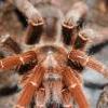 Poecilotheria metallica - ostatni post przez Feleepe