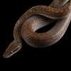 Wąż mahoniowy Lamprophis (Boaedon) fuliginosus rozkarmione maluchy - ostatni post przez Split
