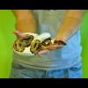 Scaleless Ball Python - ostatni post przez SnakeMe