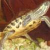 Wybieg balkonowy - dla samca żółwia czerwonolicego - last post by MrJake