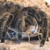 Chromatopelma Cyaneopubescens feeding time. - ostatni post przez lukipap1995