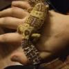 Ozdoby do terrarium gekona - jak zrobić samemu? - ostatni post przez mati25