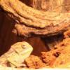 Terrarium dla kameleona lamparciego - opinia - last post by gattaca